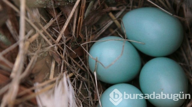 Bu yumurtaların tanesi 10 lira
