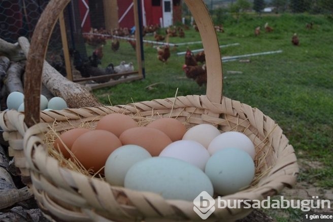 Bu yumurtaların tanesi 10 lira