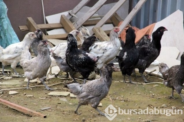 Bu yumurtaların tanesi 10 lira