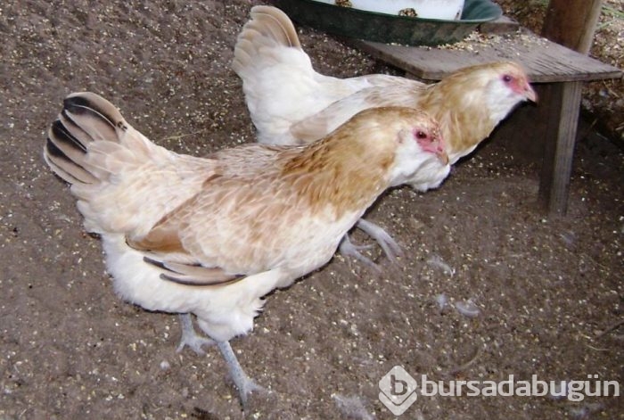 Bu yumurtaların tanesi 10 lira