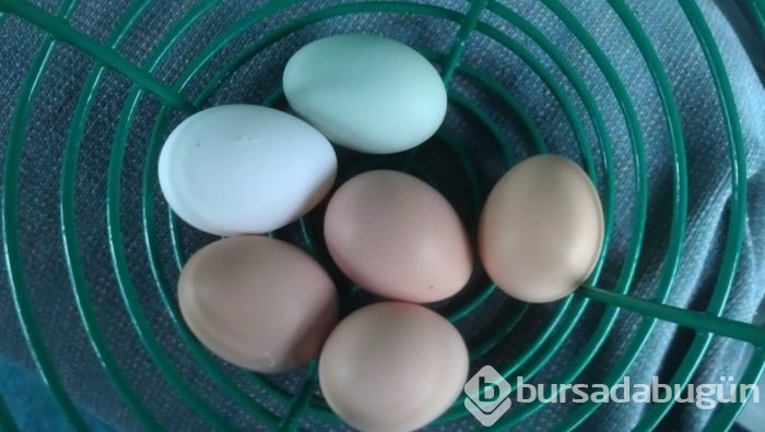 Bu yumurtaların tanesi 10 lira