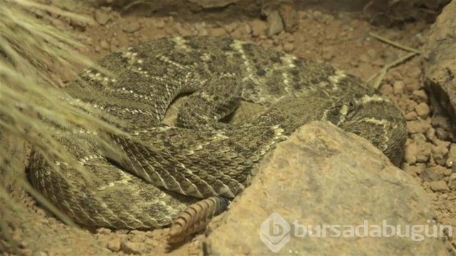 Ortasından kesip içini açtılar. Bakın ne çıktı?