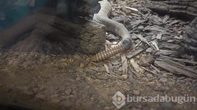Ortasından kesip içini açtılar. Bakın ne çıktı?
