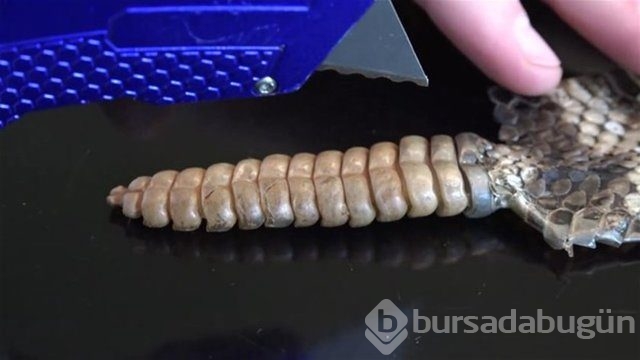 Ortasından kesip içini açtılar. Bakın ne çıktı?