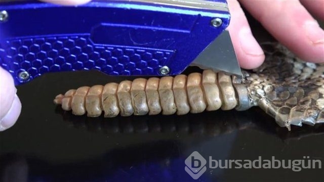 Ortasından kesip içini açtılar. Bakın ne çıktı?