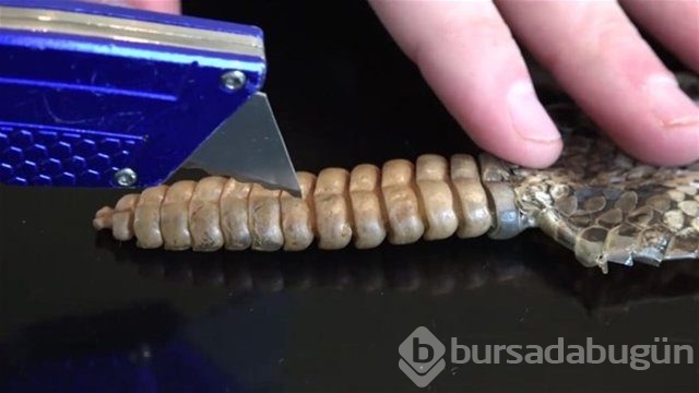 Ortasından kesip içini açtılar. Bakın ne çıktı?