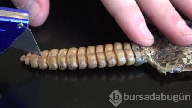Ortasından kesip içini açtılar. Bakın ne çıktı?