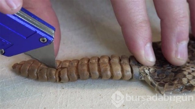 Ortasından kesip içini açtılar. Bakın ne çıktı?