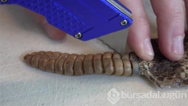 Ortasından kesip içini açtılar. Bakın ne çıktı?