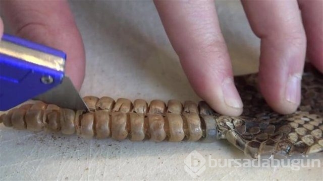 Ortasından kesip içini açtılar. Bakın ne çıktı?