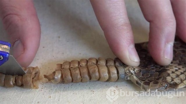 Ortasından kesip içini açtılar. Bakın ne çıktı?