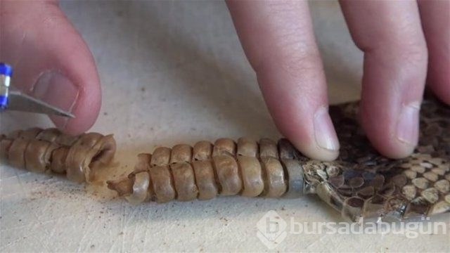 Ortasından kesip içini açtılar. Bakın ne çıktı?