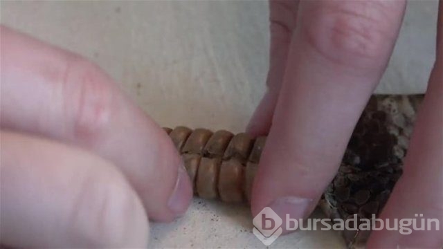 Ortasından kesip içini açtılar. Bakın ne çıktı?