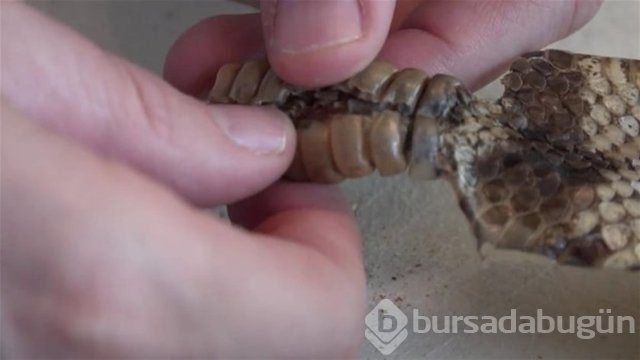 Ortasından kesip içini açtılar. Bakın ne çıktı?