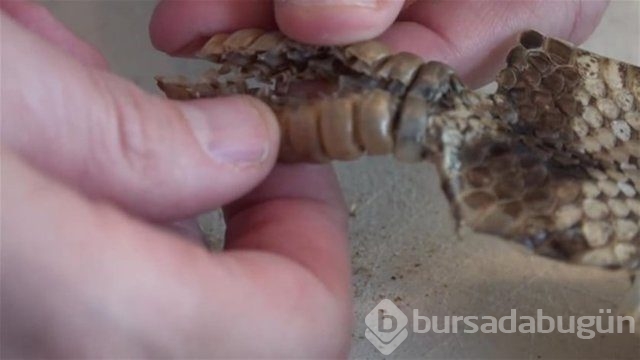 Ortasından kesip içini açtılar. Bakın ne çıktı?