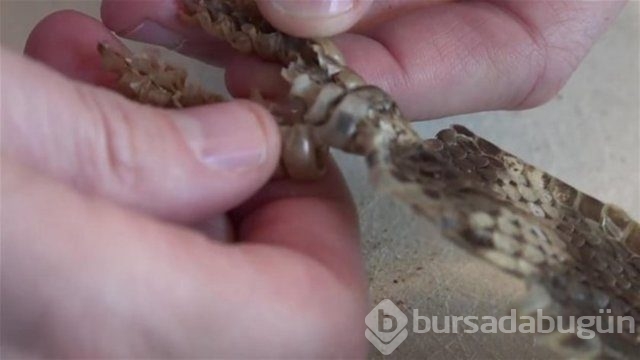 Ortasından kesip içini açtılar. Bakın ne çıktı?