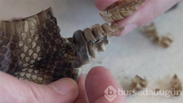 Ortasından kesip içini açtılar. Bakın ne çıktı?