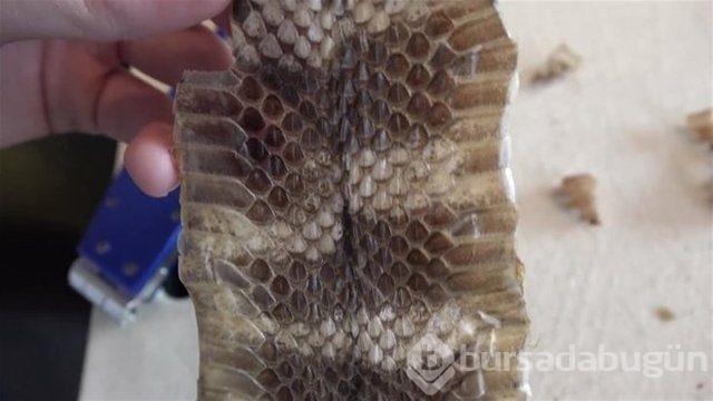 Ortasından kesip içini açtılar. Bakın ne çıktı?