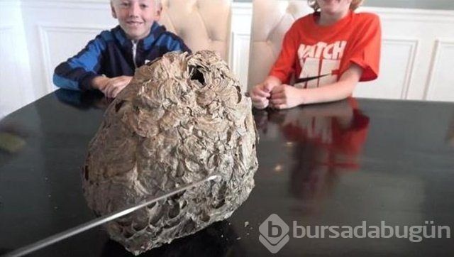 Ortasından kesip içini açtılar. Bakın ne çıktı?