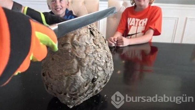 Ortasından kesip içini açtılar. Bakın ne çıktı?
