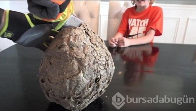 Ortasından kesip içini açtılar. Bakın ne çıktı?
