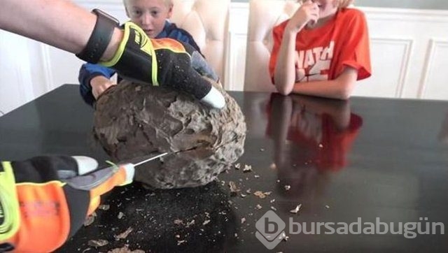 Ortasından kesip içini açtılar. Bakın ne çıktı?
