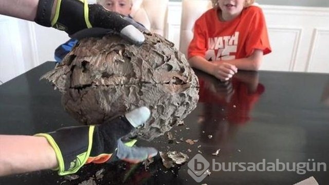 Ortasından kesip içini açtılar. Bakın ne çıktı?