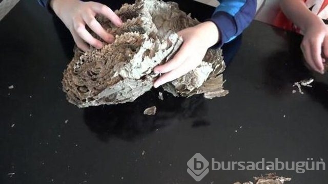 Ortasından kesip içini açtılar. Bakın ne çıktı?