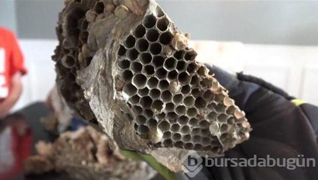 Ortasından kesip içini açtılar. Bakın ne çıktı?