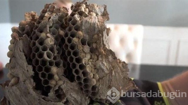 Ortasından kesip içini açtılar. Bakın ne çıktı?