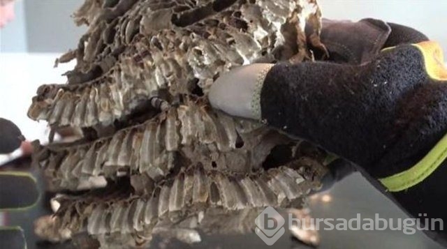 Ortasından kesip içini açtılar. Bakın ne çıktı?