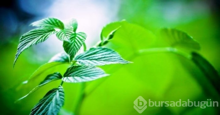 Düz bir karın için 7 tüyo