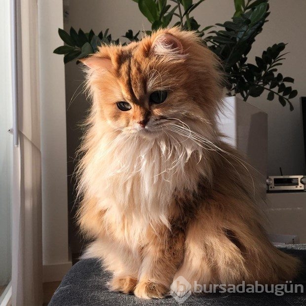 Fotojenik kedi