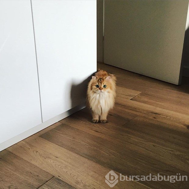 Fotojenik kedi