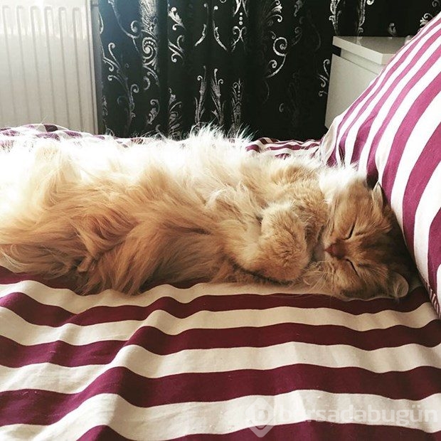 Fotojenik kedi