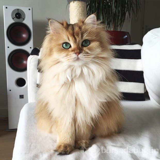 Fotojenik kedi