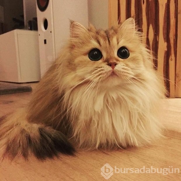 Fotojenik kedi