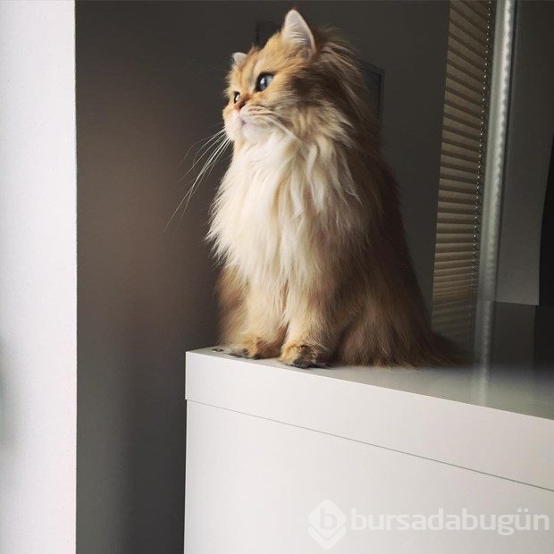 Fotojenik kedi