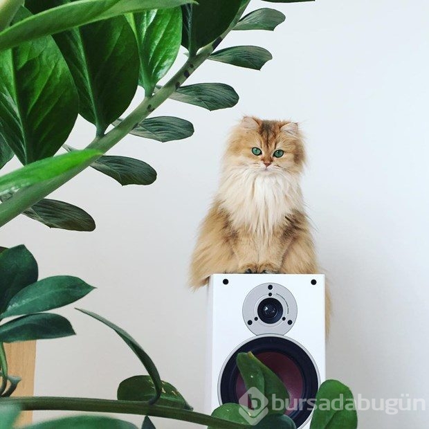 Fotojenik kedi