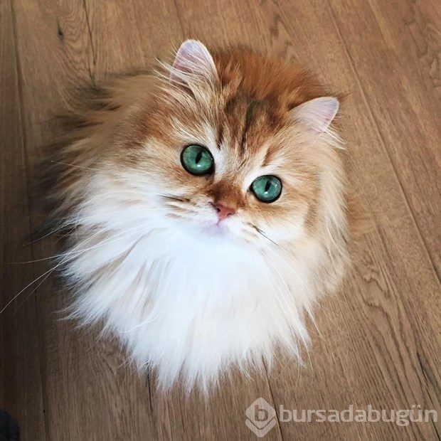Fotojenik kedi