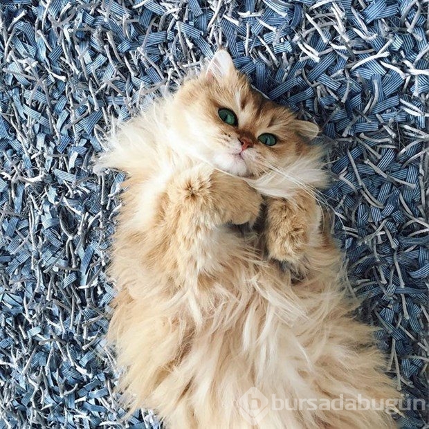 Fotojenik kedi