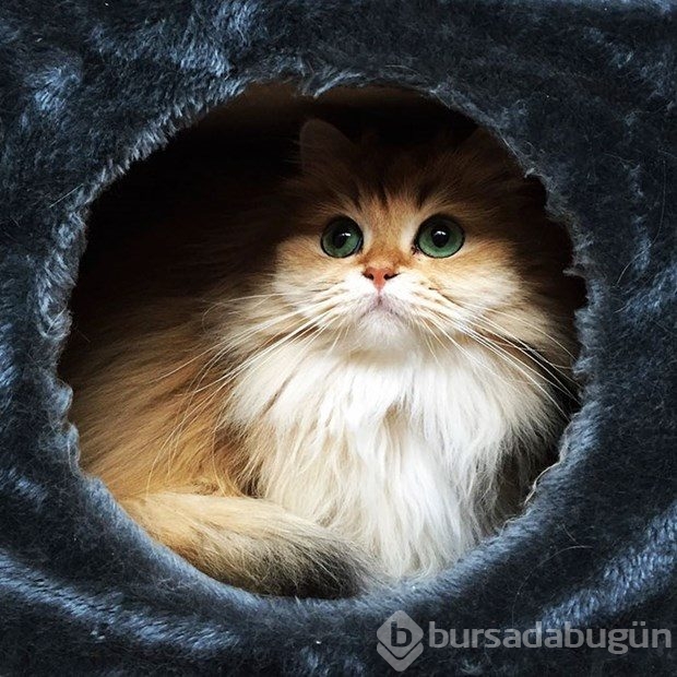 Fotojenik kedi