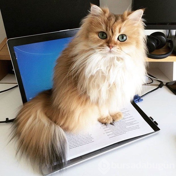 Fotojenik kedi