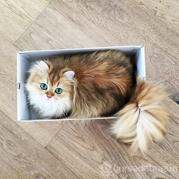 Fotojenik kedi