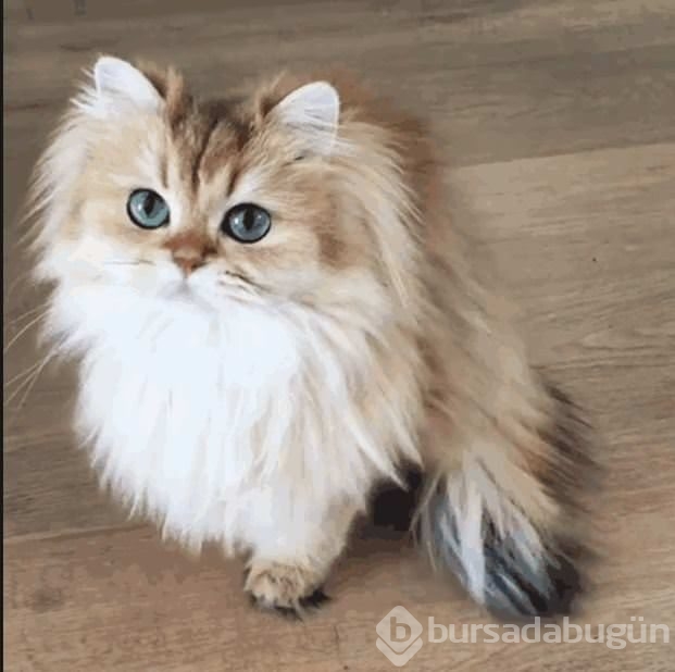 Fotojenik kedi