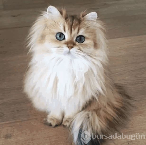 Fotojenik kedi