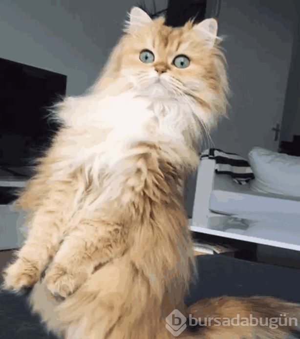 Fotojenik kedi