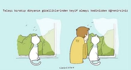 kedilerin hayatımıza kattığı 21 şey