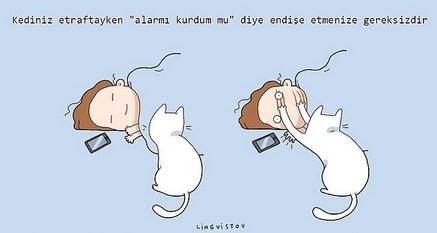 kedilerin hayatımıza kattığı 21 şey
