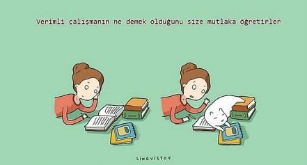 kedilerin hayatımıza kattığı 21 şey